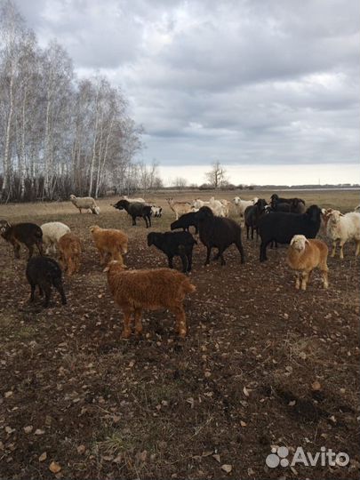 Овцы бараны