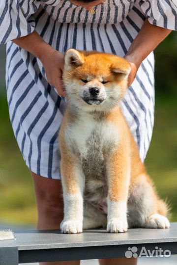 Супер красивые малыши Акита Ину