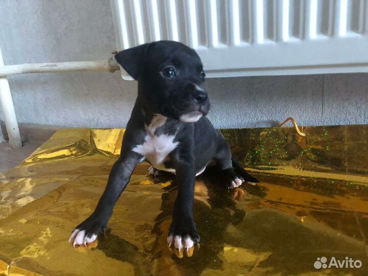 Щенки питбультерьера