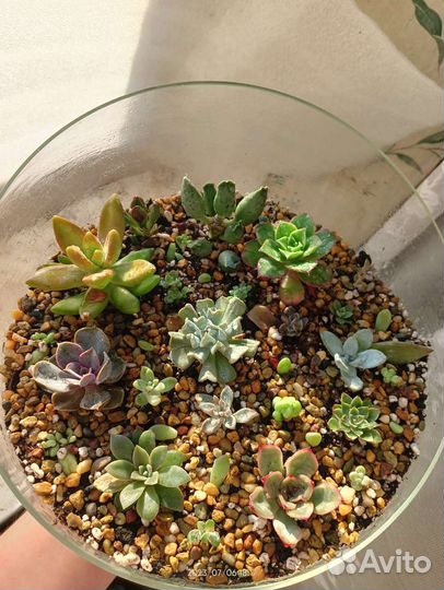 Суккуленты