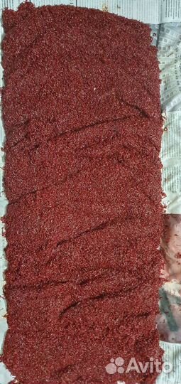 Мотыль насадочный,кормовой,трубочник изя,опарыш