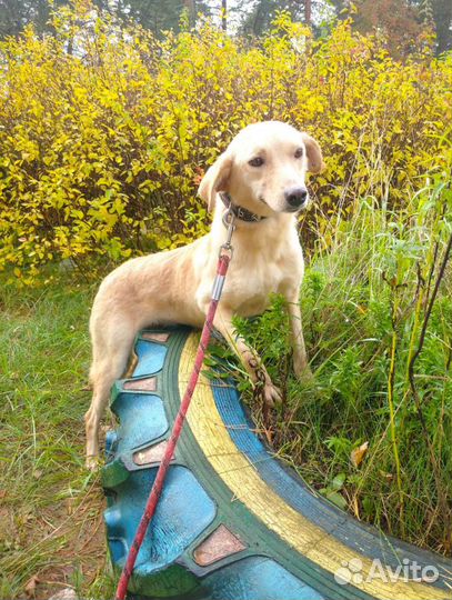 Ищет дом не крупная Собачка Бэлла