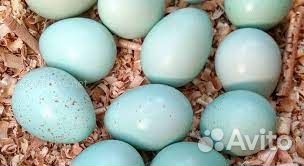 Селадон. Инкубационное перепелиное яйцо