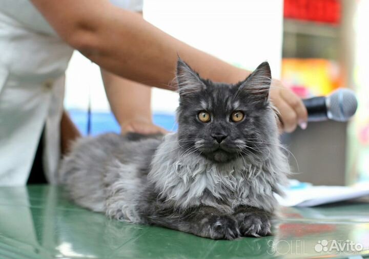 Кот для вязки