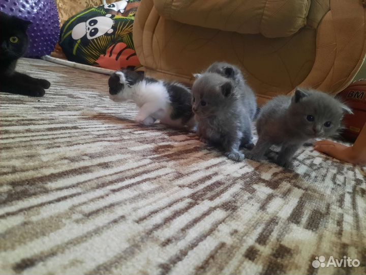 Кошка в дар бесплатно