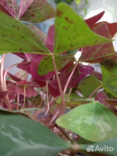 Оксалис сортовой