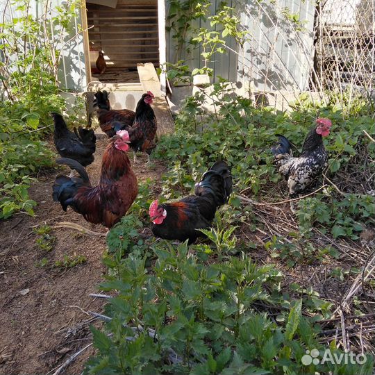 Петушки и курочки бентамки