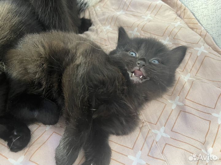 Котятки Чаузи