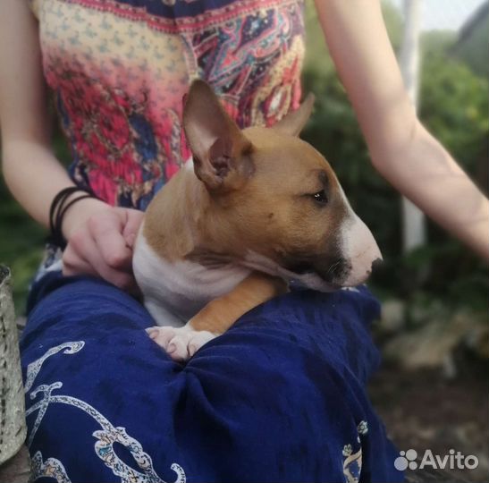 Миниатюрный бультерьер щенки