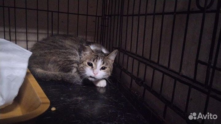 Нежная малышка Твити ищет любящую семью