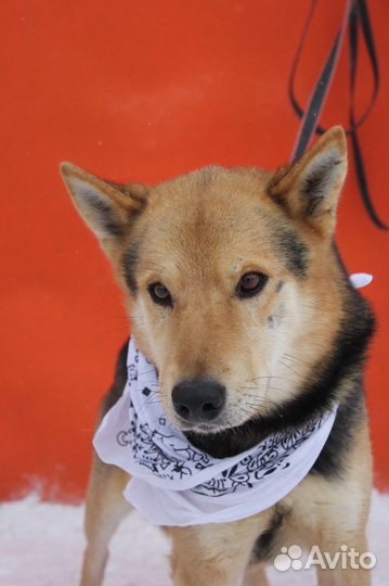 Феникс-ласковый, семейный парень ищет дом