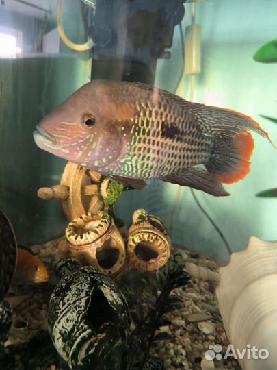 Рыбки акара