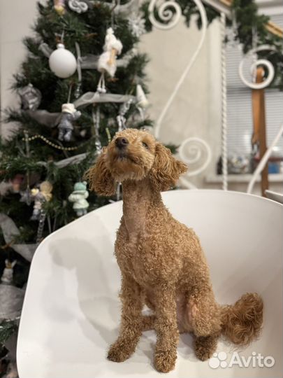 Той пудель подрощенный девочка