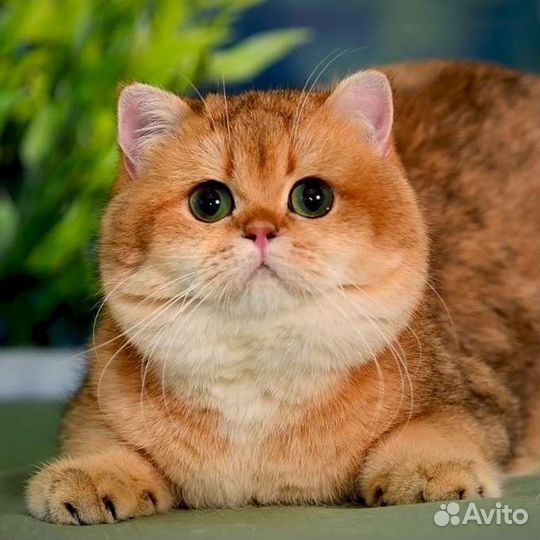 Британский мальчик золотая шиншилла