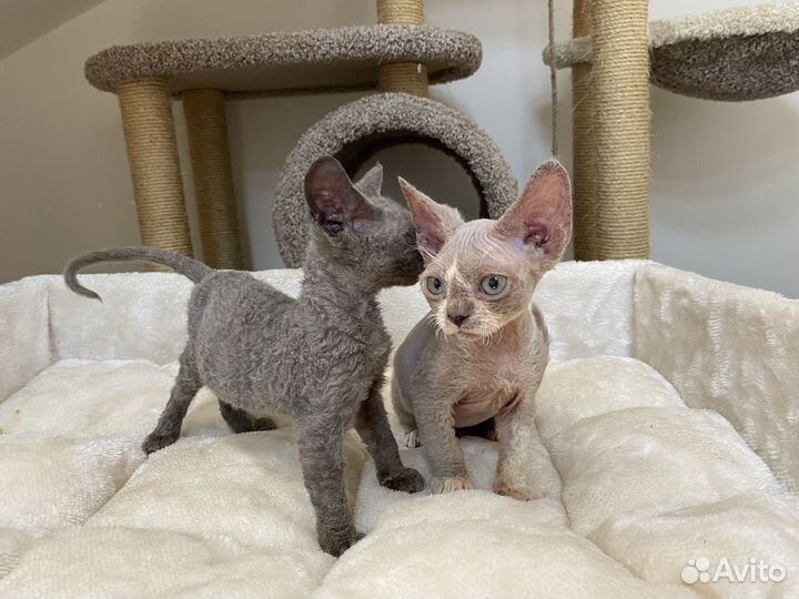 Девон-рекс голубой и лиловый