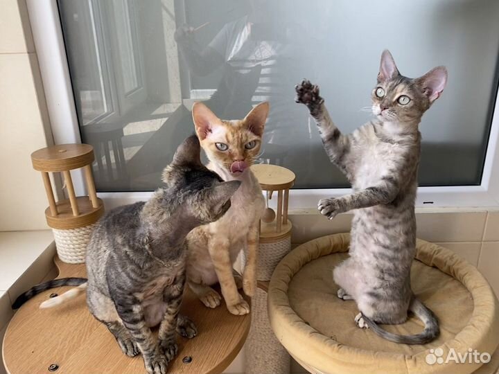 Девон рекс Лукас, Луна и Луксор