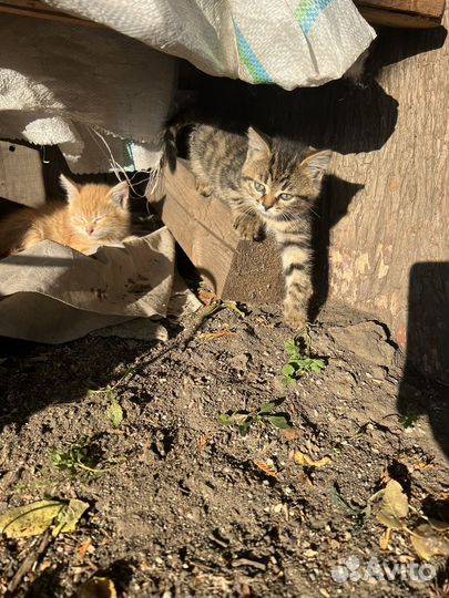 Котята бесплатно