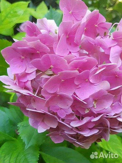 Гортензия крупнолистная 