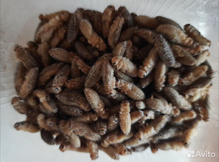 Сверчки домовые