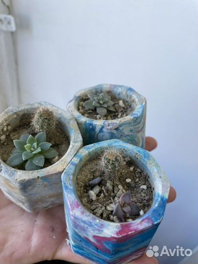 Кактус