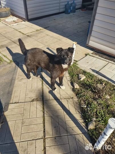 Собака в добрые руки