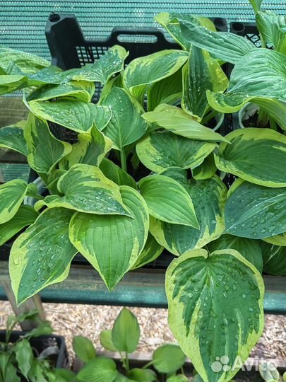 Хосты сортовые