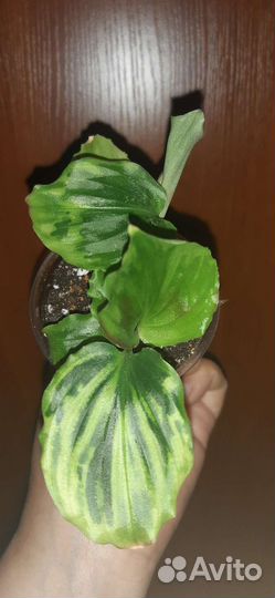 Комнатные растения (без торга и скидок)