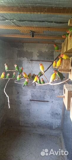 Попугаи неразлучники