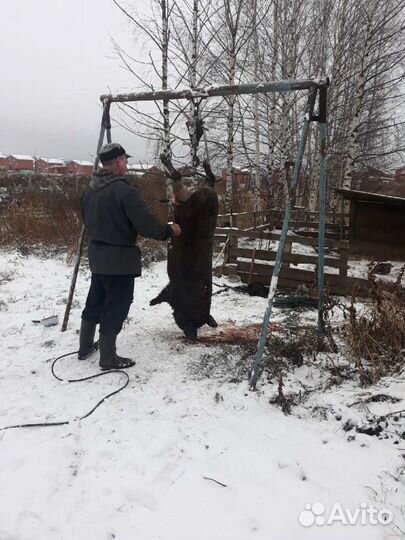 Забой скота