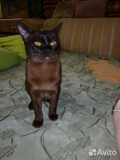 Бурманский кот вязка