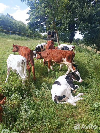 Айширки телки