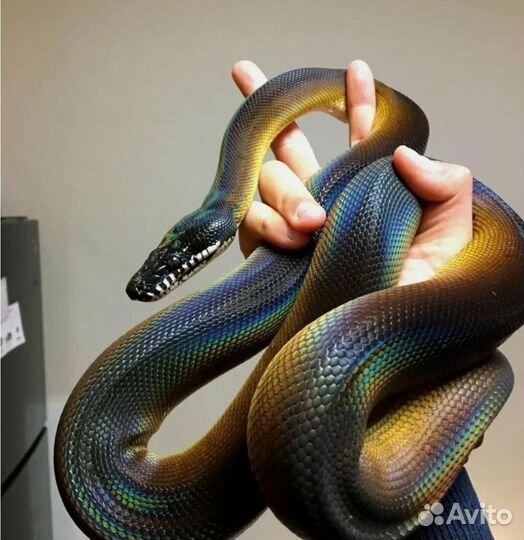 Передержка змей