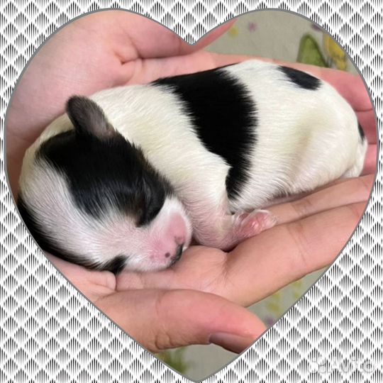 Щенок Бивера