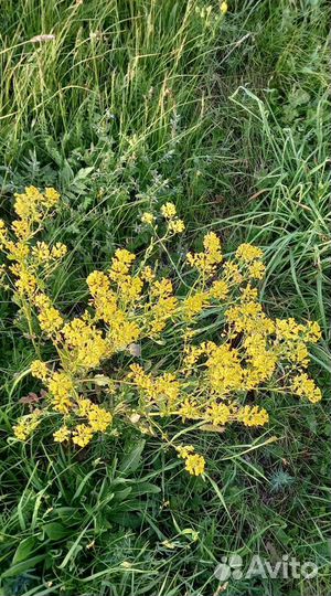 Сурепка (сурепица) и гулявник лекарственный