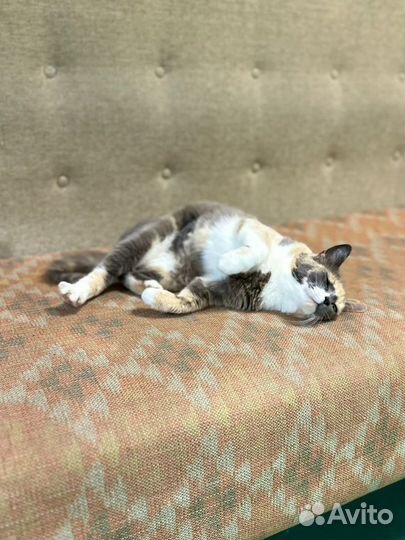 Кошка Шелли