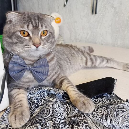 Шотландский вислоухий кот вязка