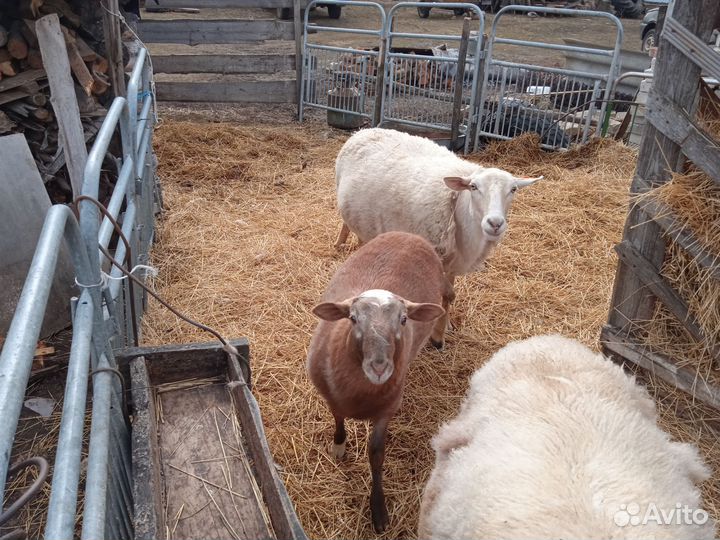 Баран катумский