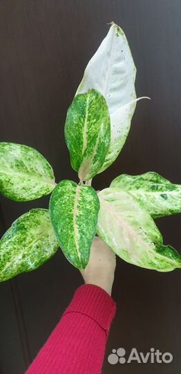 Aglaonema