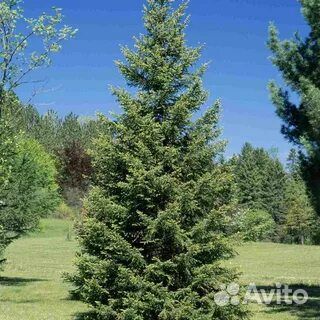 Ель новогодняя живая