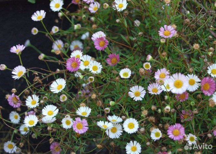 Почвопокровники