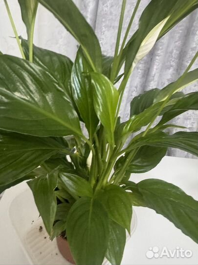 Спатифиллум