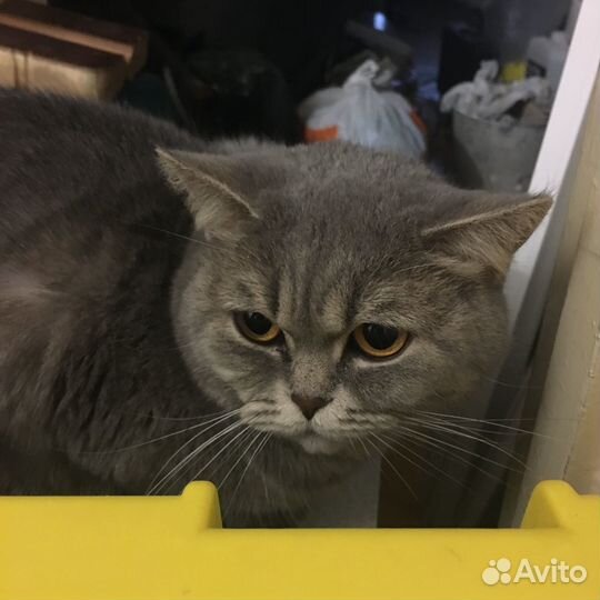 Отдам кошек в добрые руки