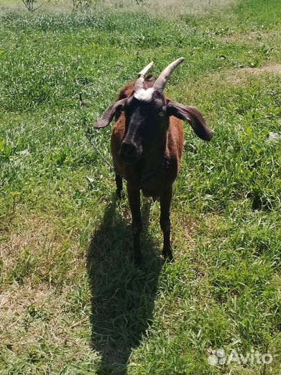 Коза дойная