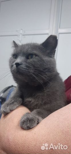 Британский кот