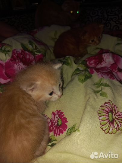 Котики в добрые руки даром