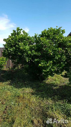 Саженцы ореха фундук