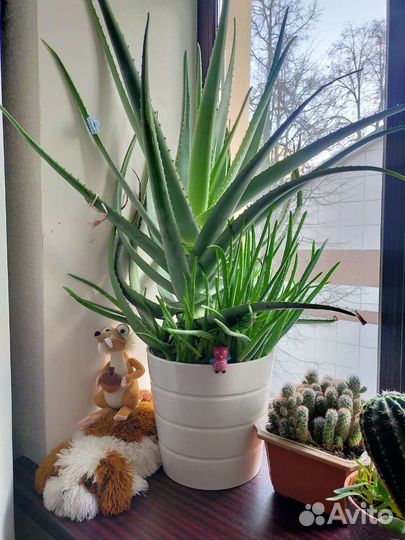 Алоэ, детки с корнем