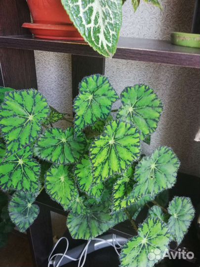 Комнатные цветы