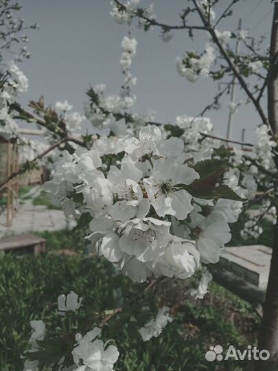 Черешня саженцы, Самба, Стар Эрлиест, Кордия