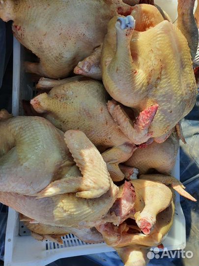 Домашнее мясо курицы бройлер